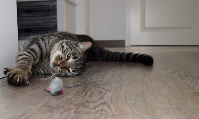 Cat playing with toy mouse