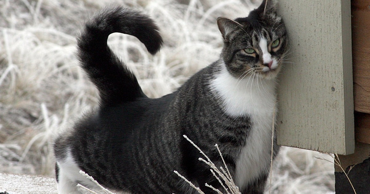 This Is What it Really Means When Your Cat Headbutts You PawTracks