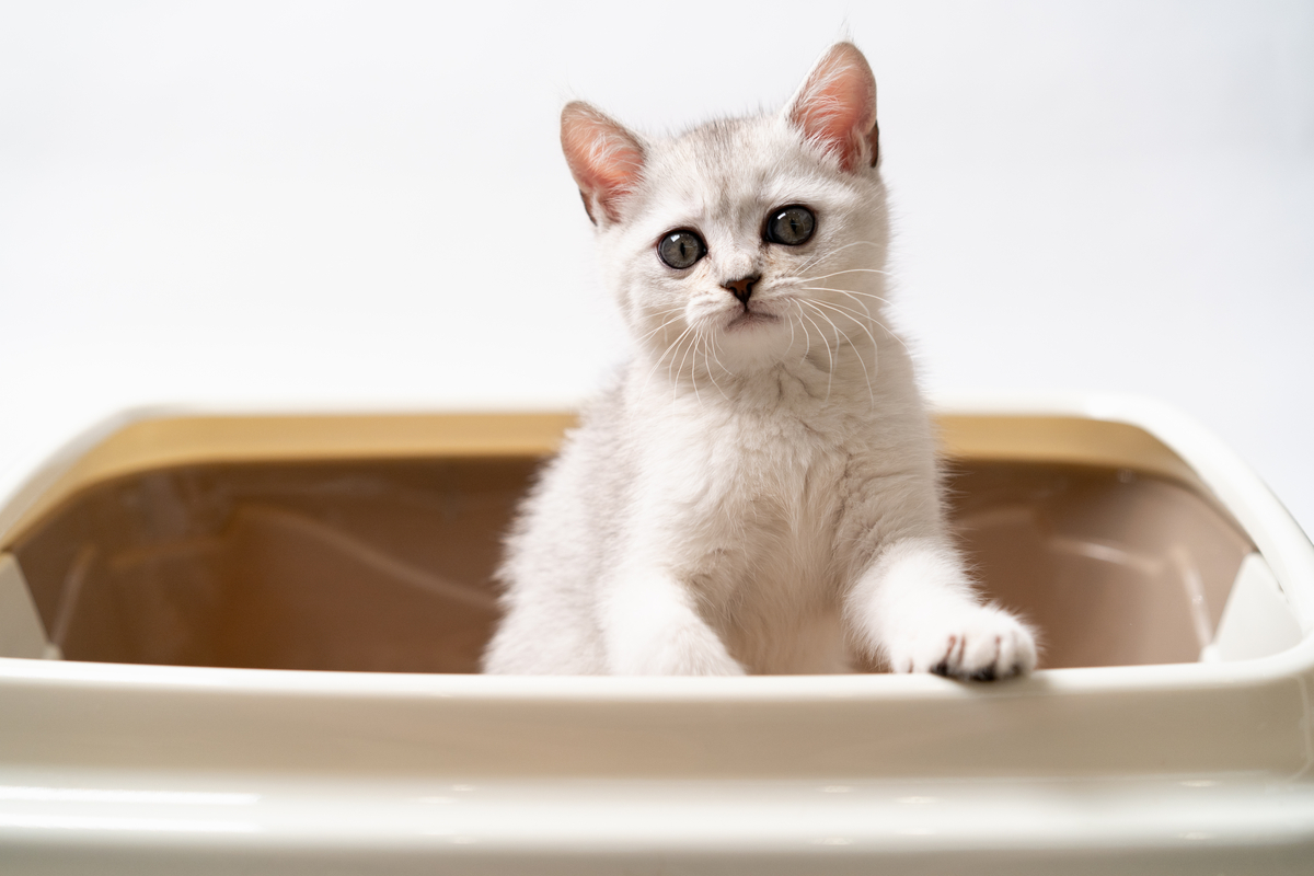 Should you flush animal waste down the toilet