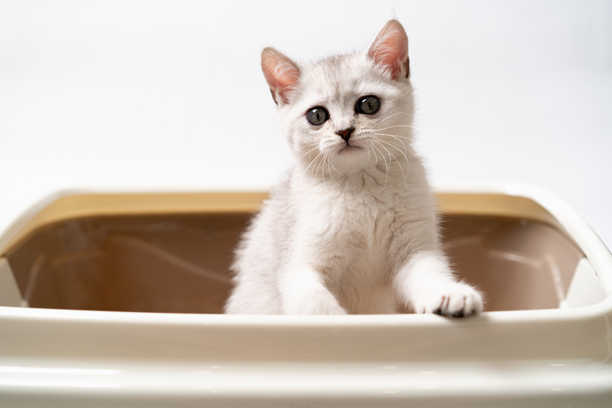 Can You Flush Cat Poo or Litter Down the Toilet?