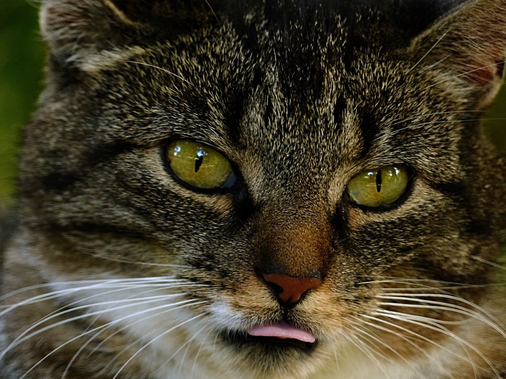 Close-up of a cat sticking out its tongue
