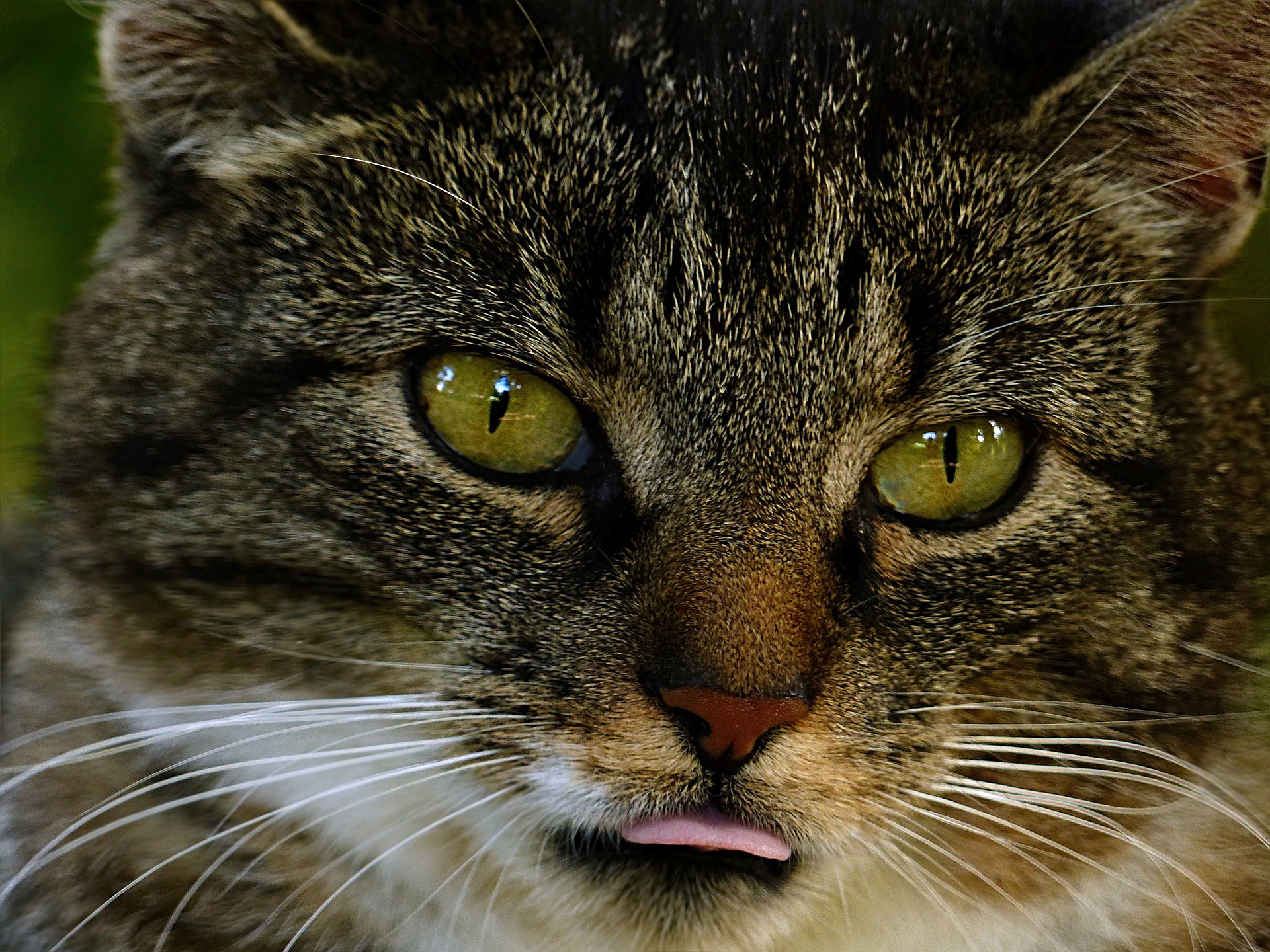 labeled cat tongue close up