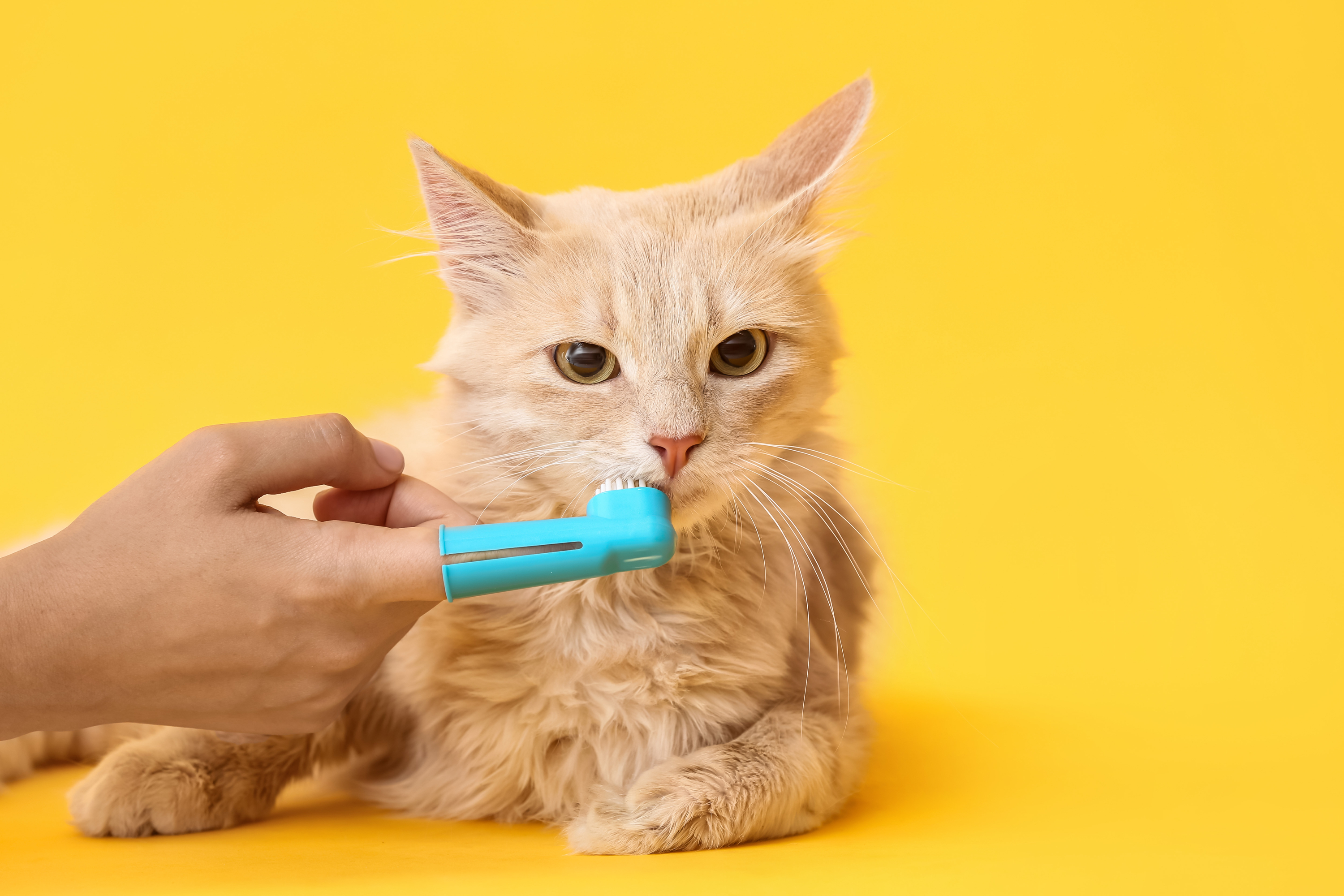 Cat Toothbrushing Benefits and How To’s PawTracks