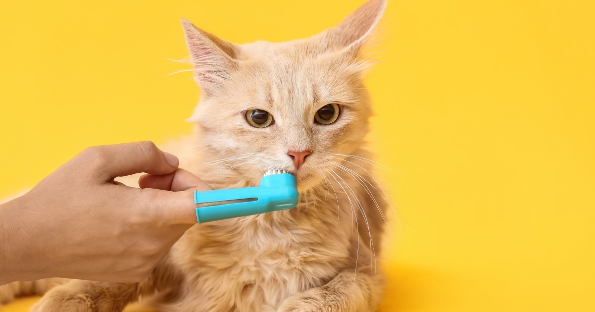 Cat Toothbrushing Benefits and How To’s PawTracks