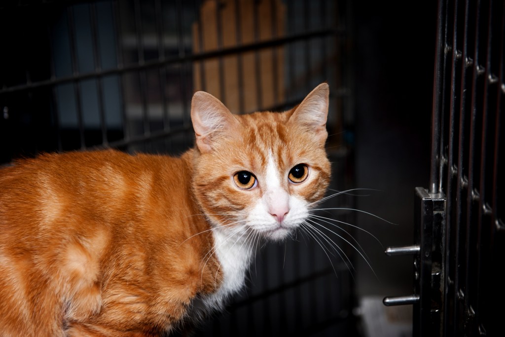 Orange cat walking into a black metal crate