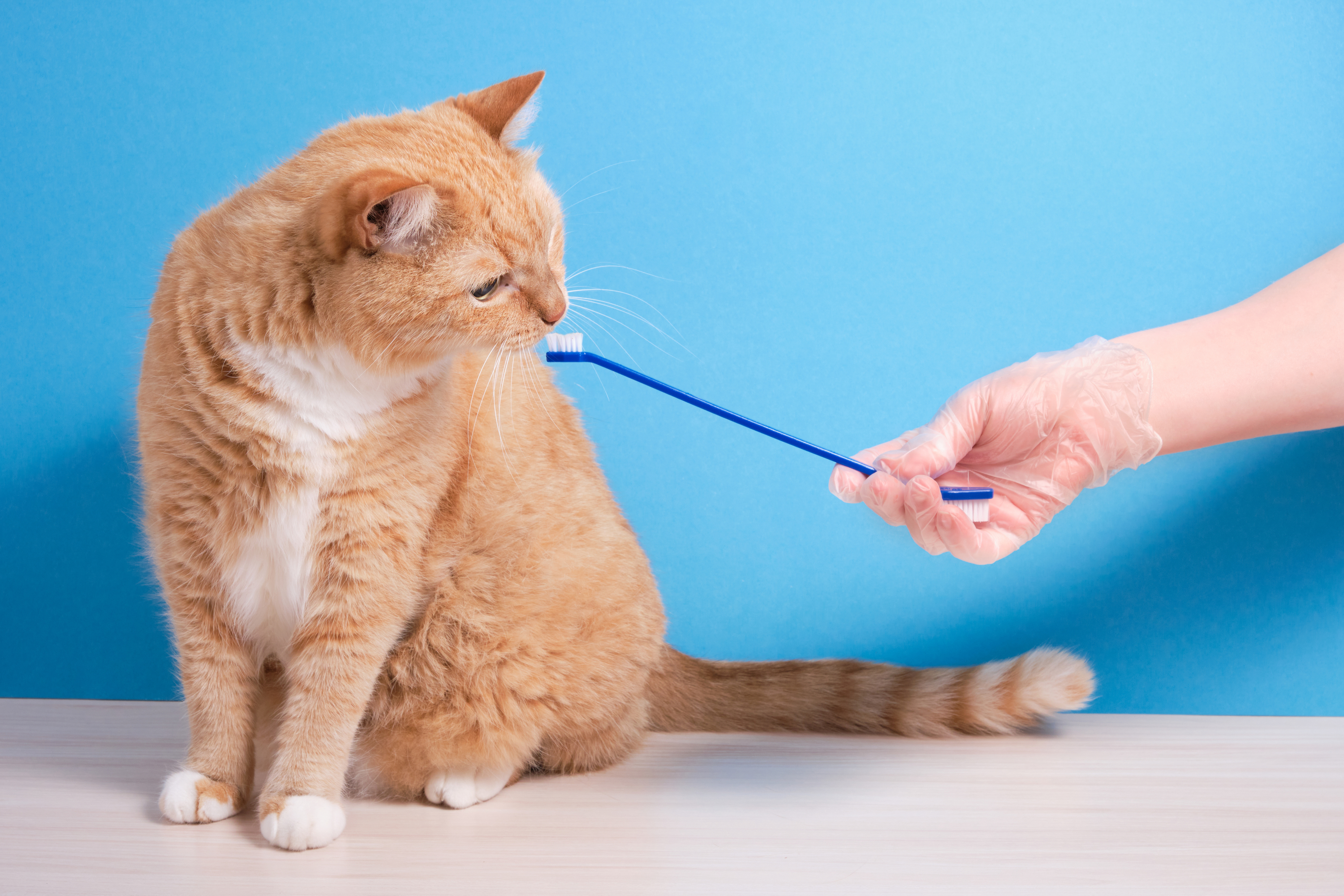 Cat Toothbrushing Benefits and How To’s PawTracks