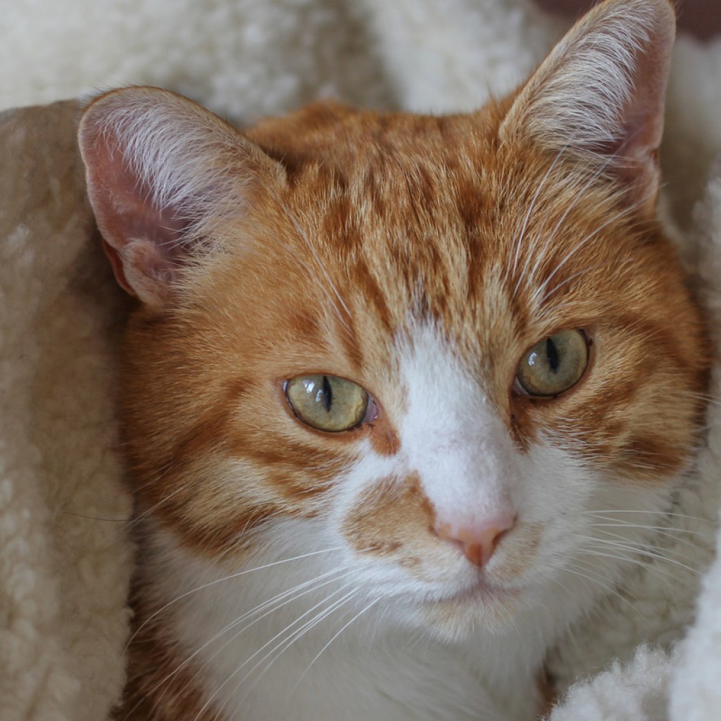 Cat wrapped in fleece blanket.
