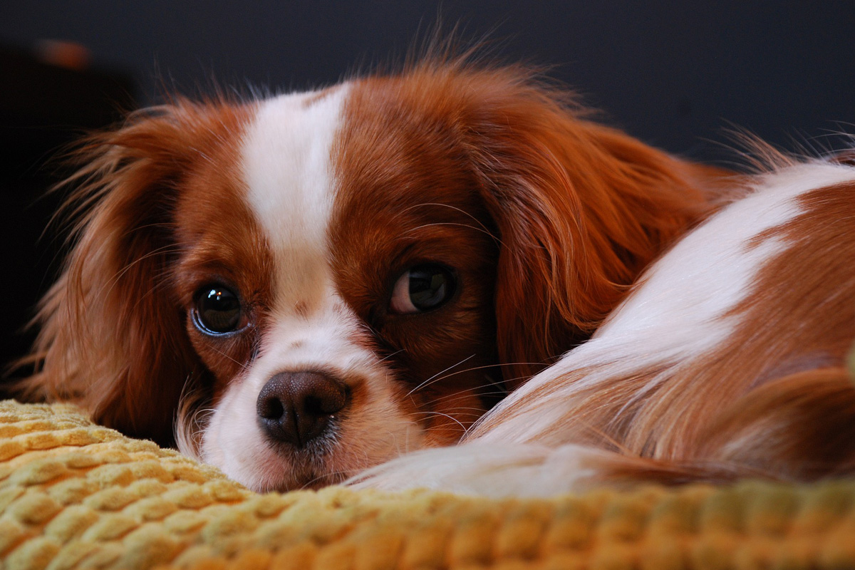 Close-up of a Cavalier King Charles spaniel.