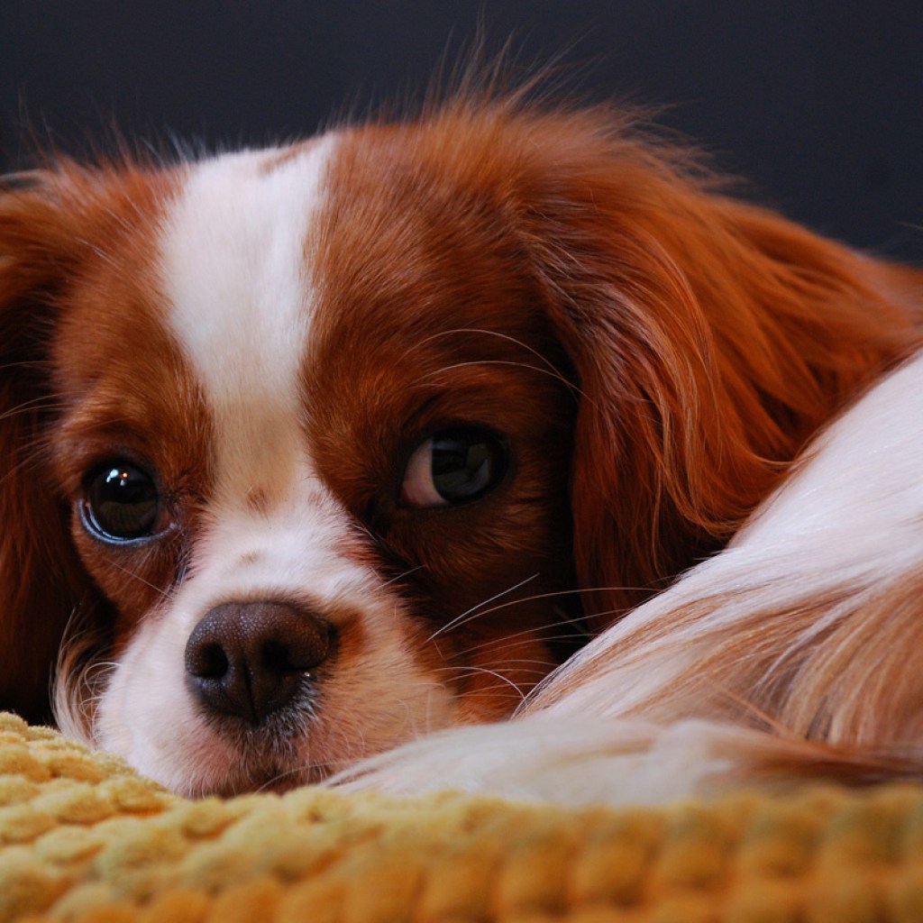 Close up of a Cavalier King Charles spaniel.