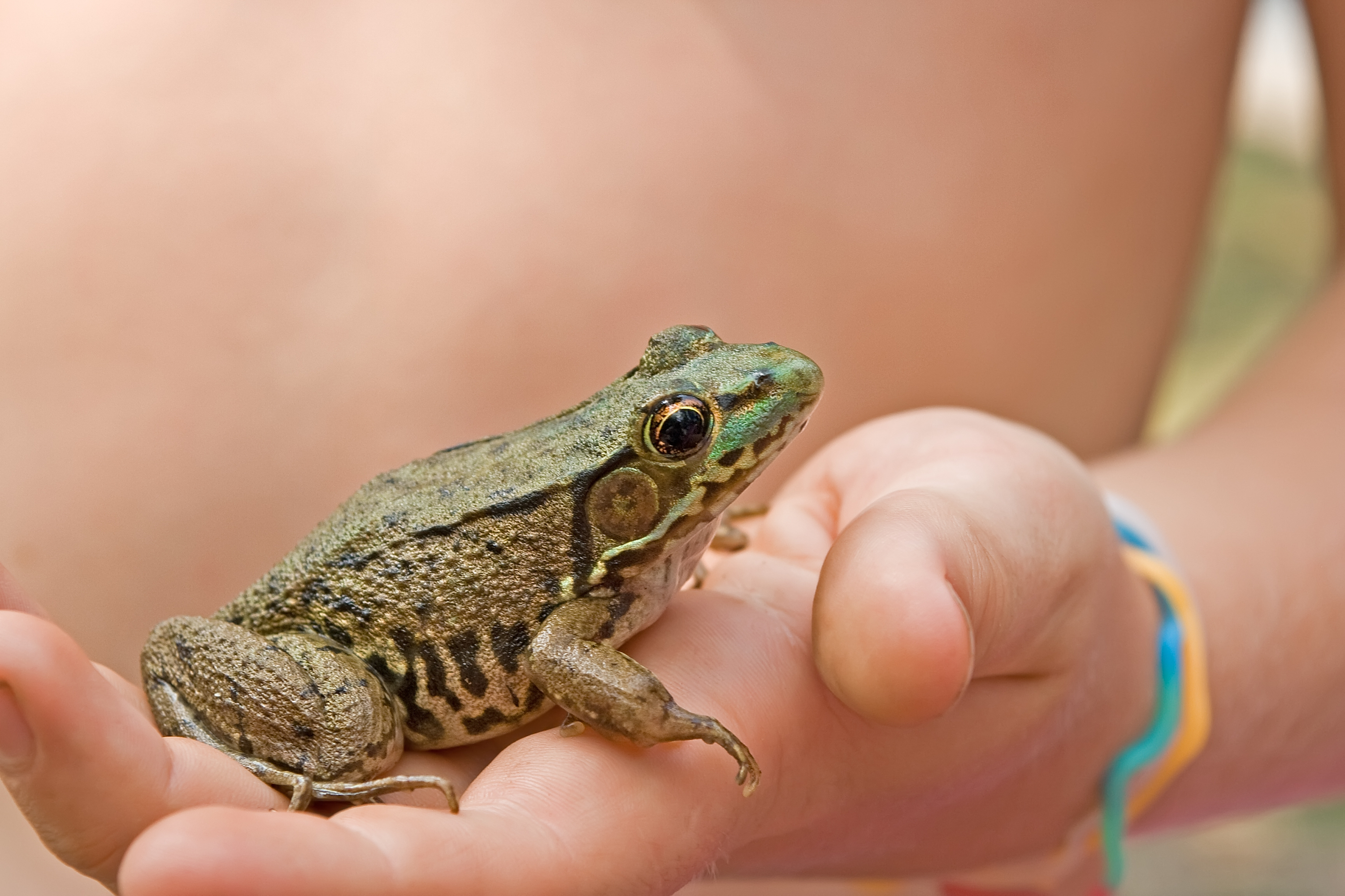 Frog resting in a child's hand