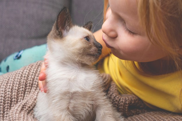 Child kissing a siamese kitten.