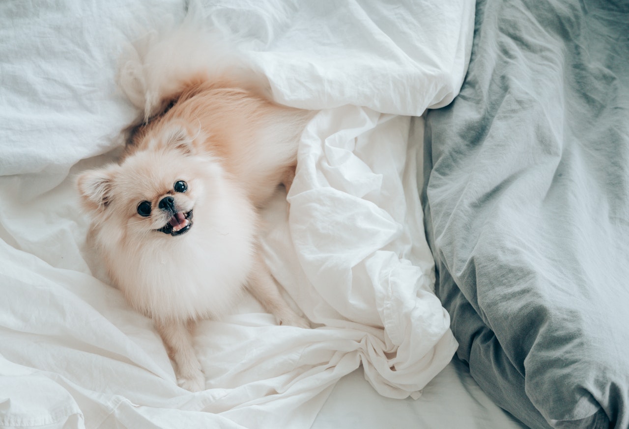 Kreminės spalvos pomeranietis, gulintis baltais paklodėmis apdengtoje lovoje