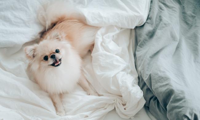 A cream-colored Pomeranian lying in a bed covered in white sheets