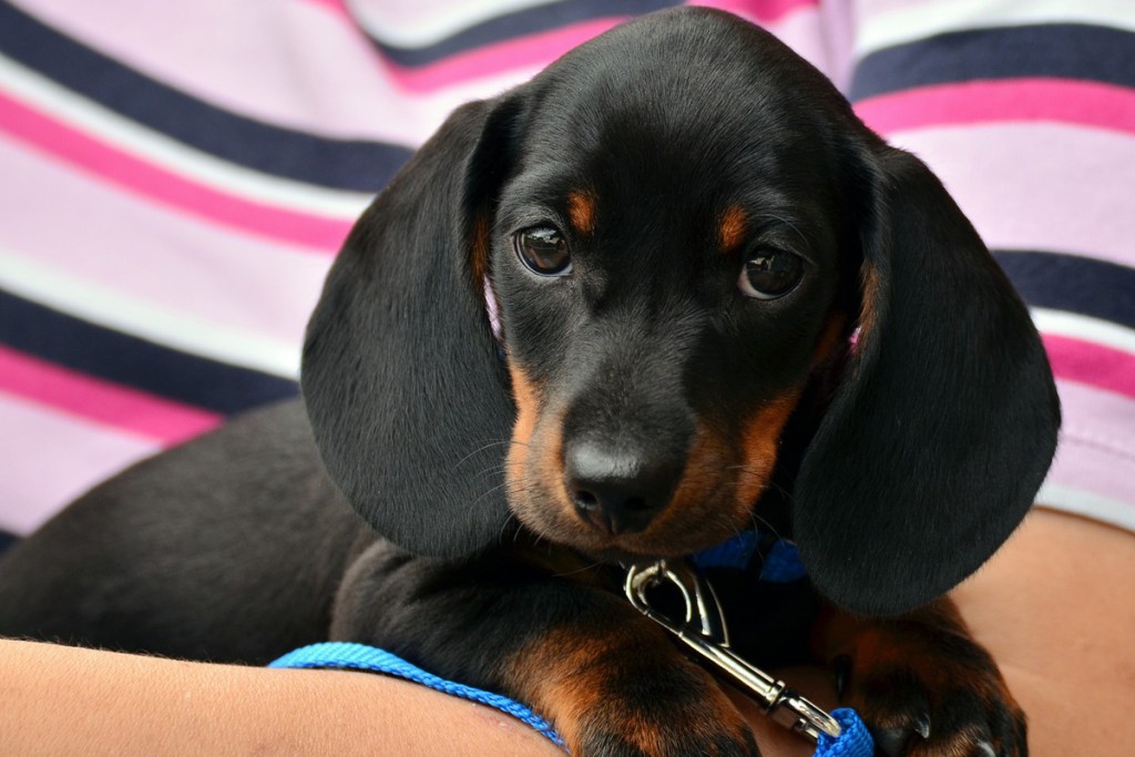 Dachshund puppy on leash. 