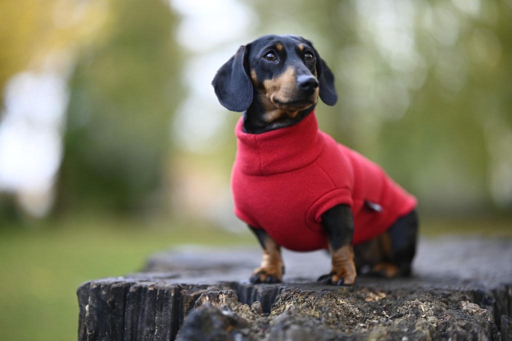 A Dachshund in a red sweater stands proudly on a tree stump