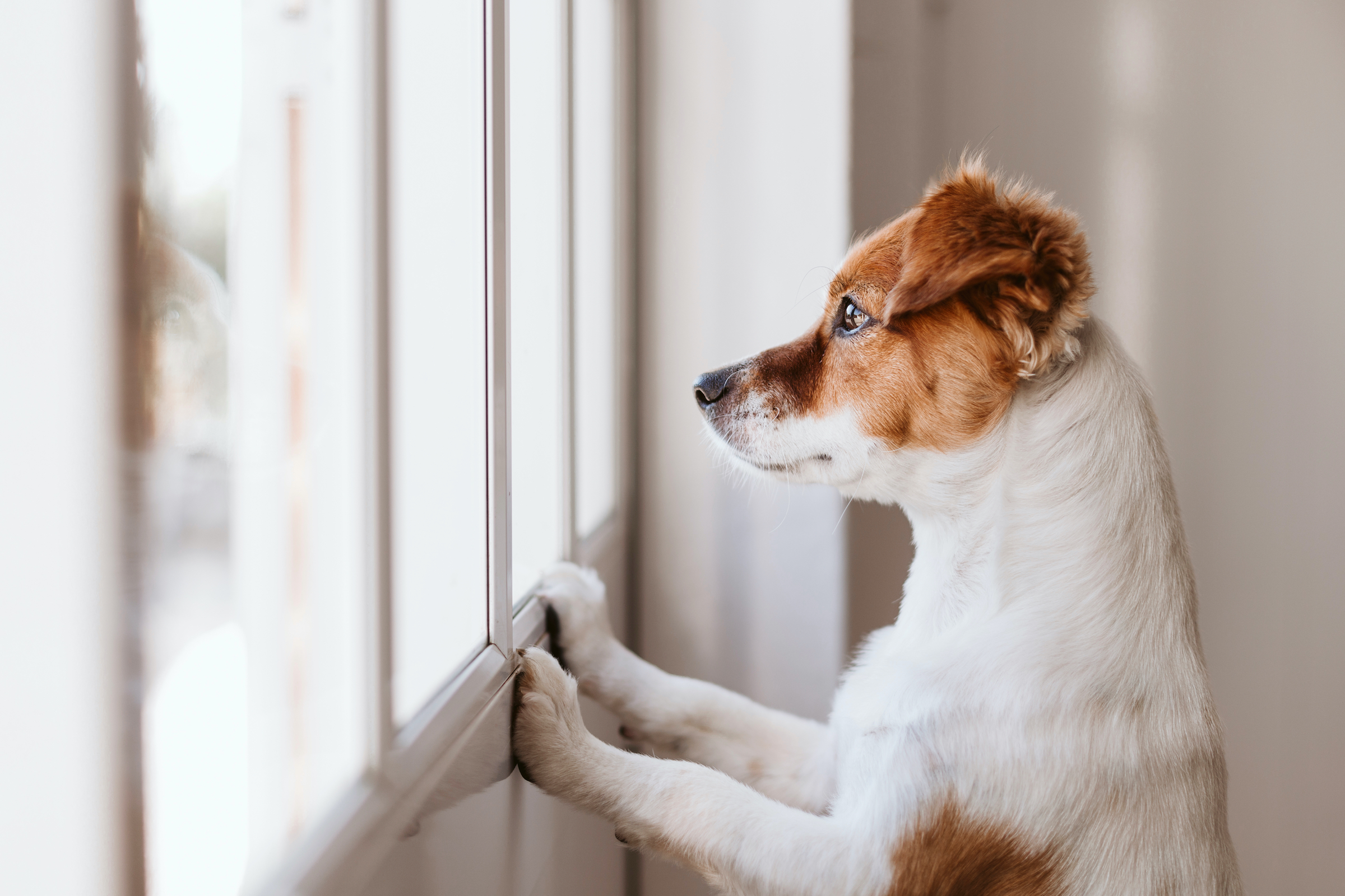 A small white and brown dog stands waiting by the window with his paws on the wall
