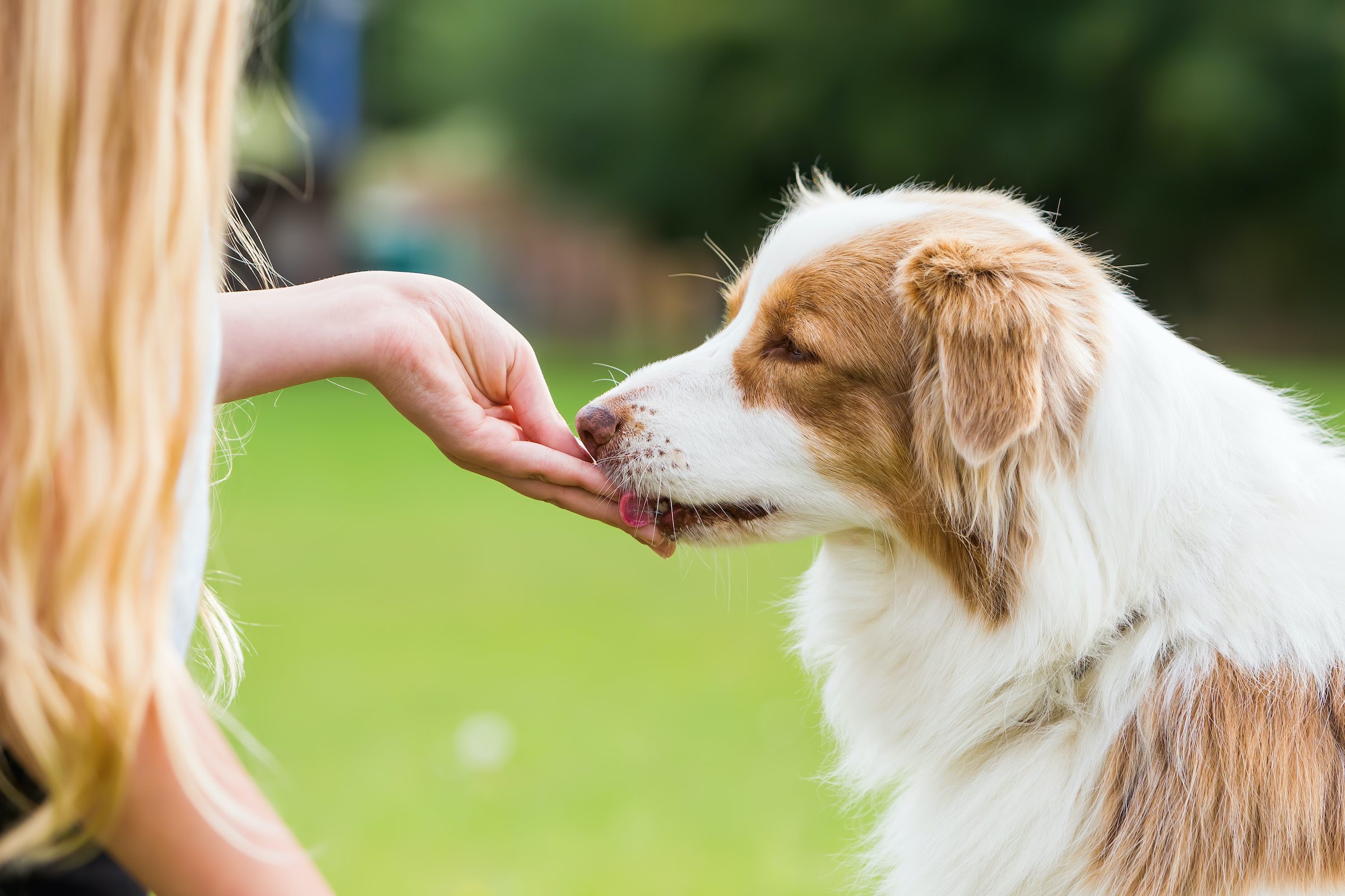 A girl hands out a treat to an Australian shepherd