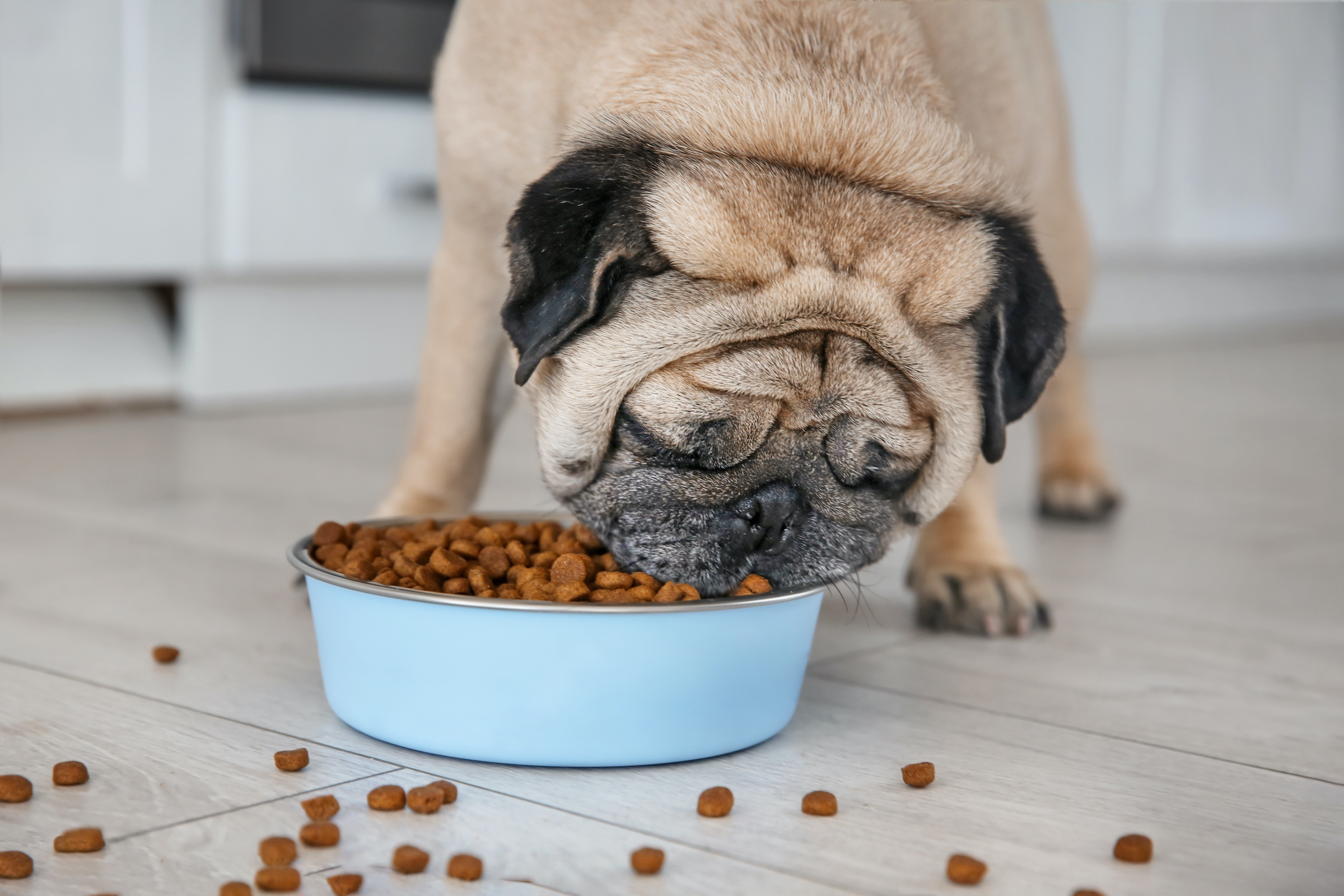 A pug eats kibble from a blue dog bowl