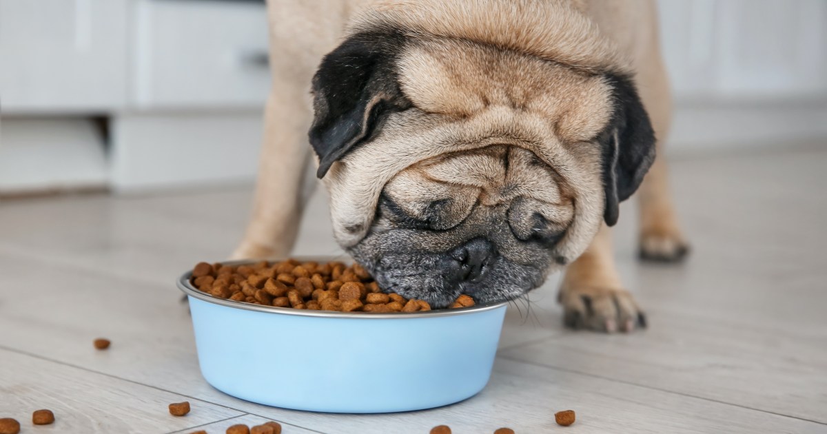 The Best Dog Food For Pugs To Keep A Healthy Weight PawTracks