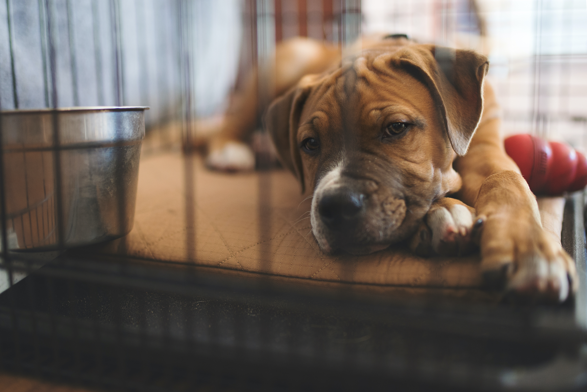 A puppy lies down in his crate