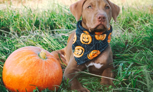 Dog dressed in Halloween bandana sitting beside pumpkin