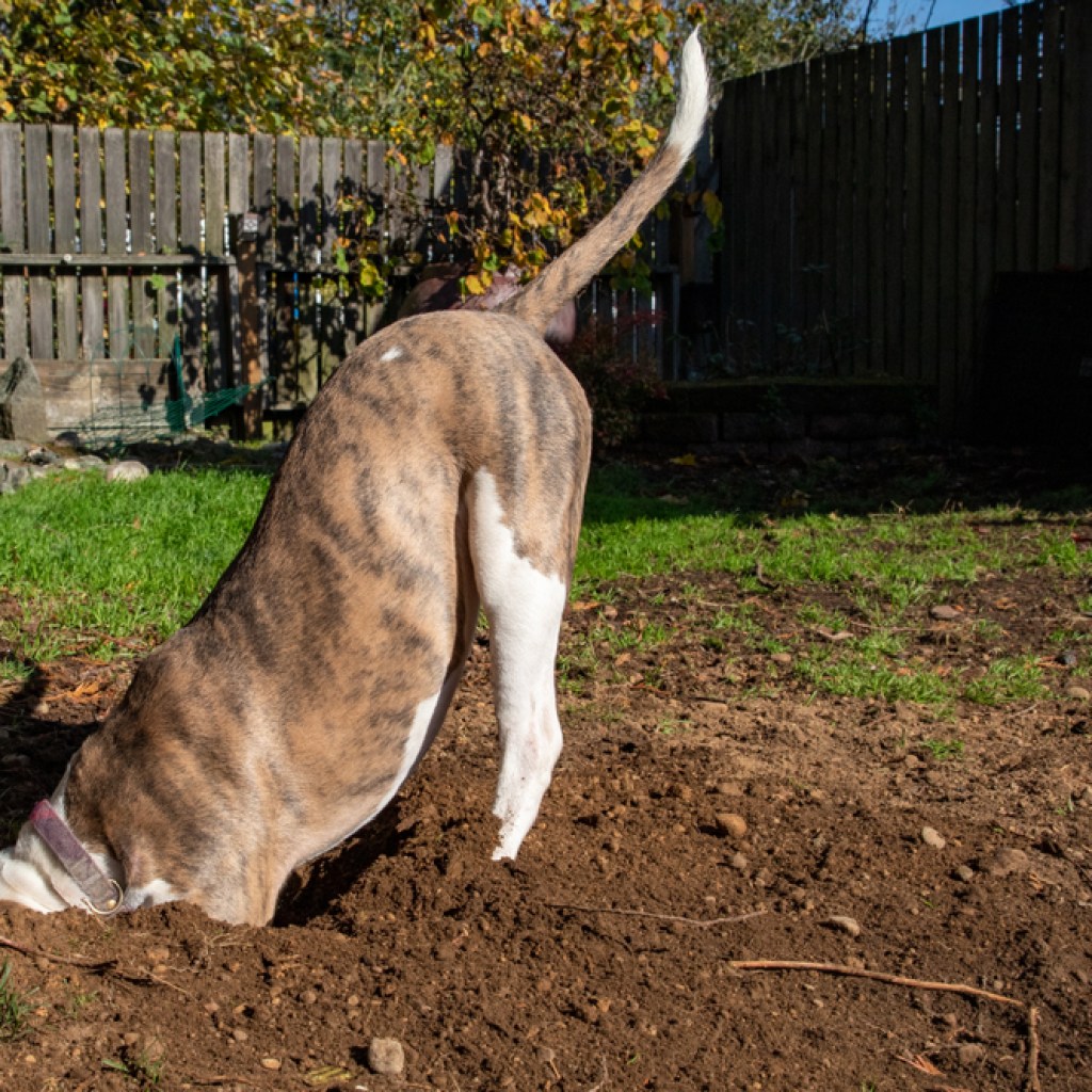 A brown brindle-coated dog with his head buried in a large hole.