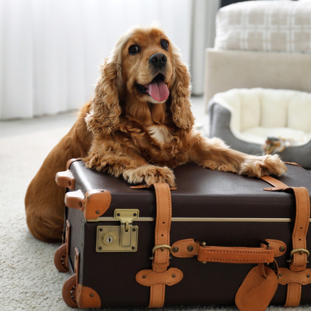 Dog with paws on suitcase in hotel room.