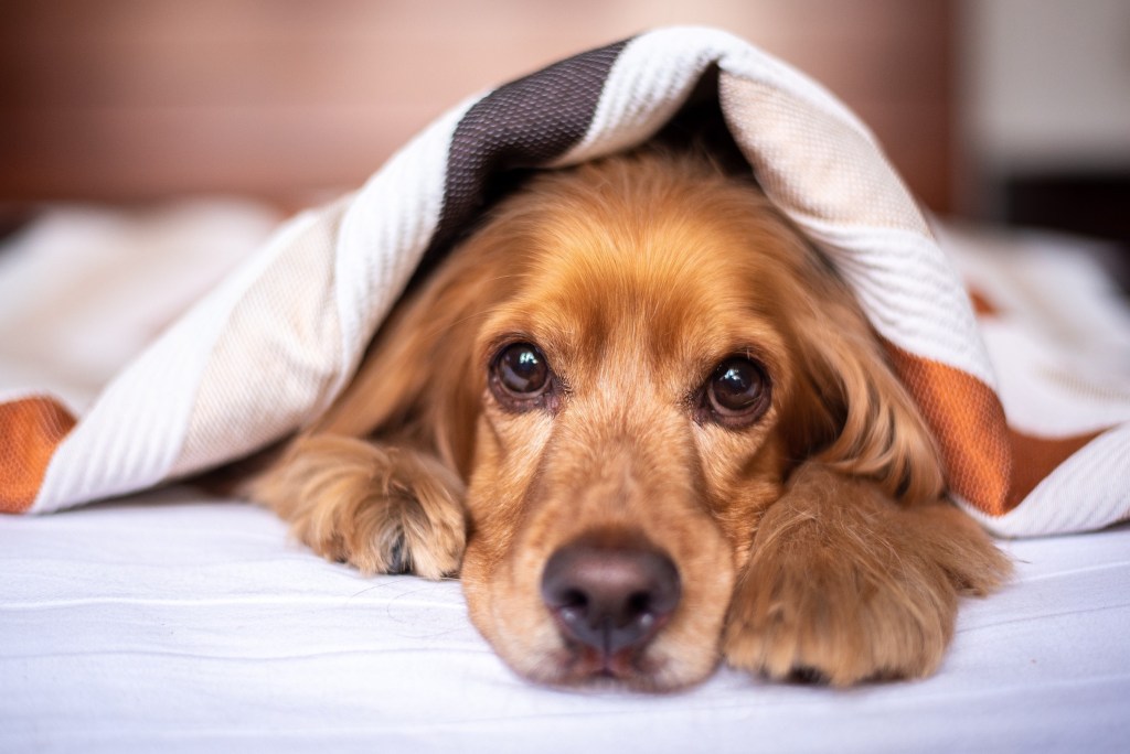 An English Cocker Spaniel rests in bed under the covers