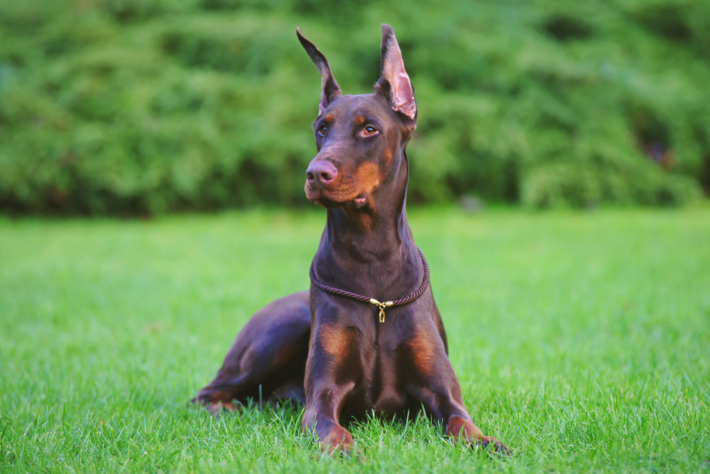 Gelsvos spalvos ir rūdžių dobermanas guli žole apaugusiame parke.
