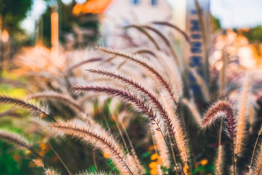 A cluster of feather reed grass backlit by the sun.