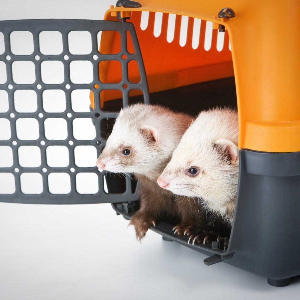 Two ferrets look out of a carrying case