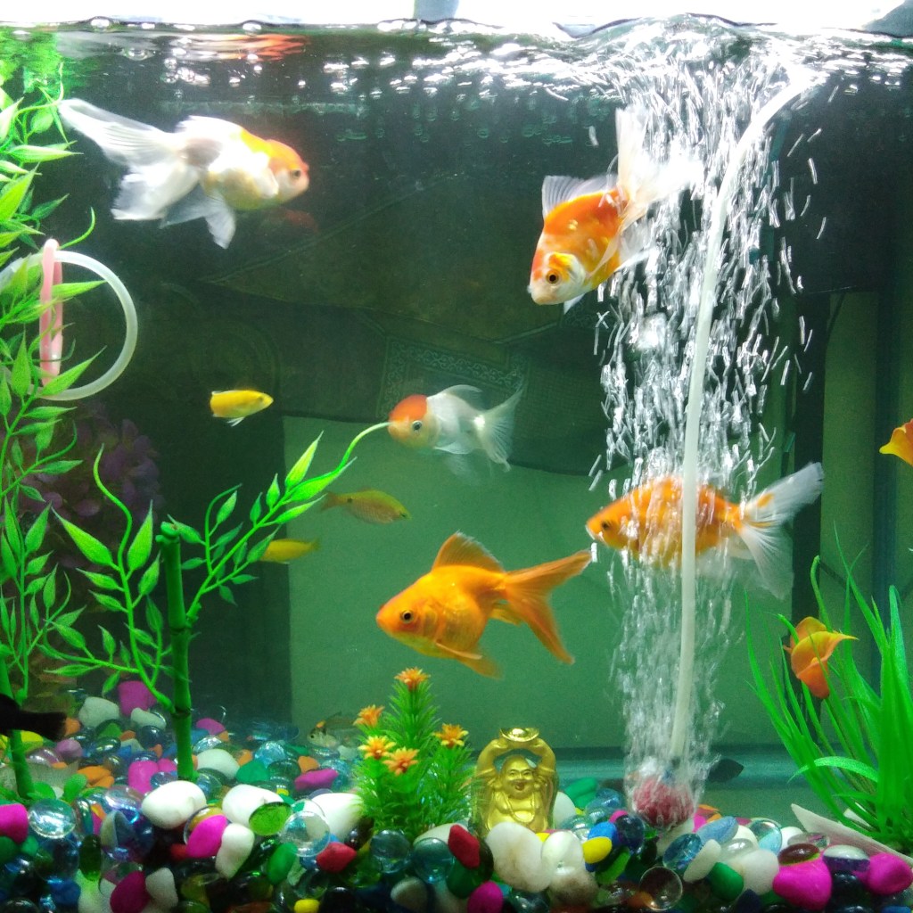 Fish swim in a clean aquarium
