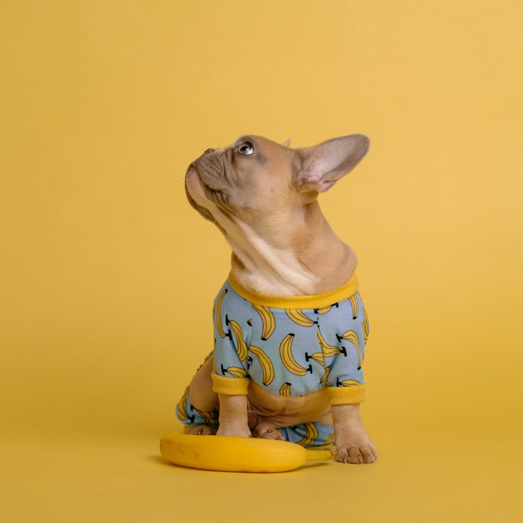 A French bulldog wearing banana-patterned pajamas sits in front of a yellow background