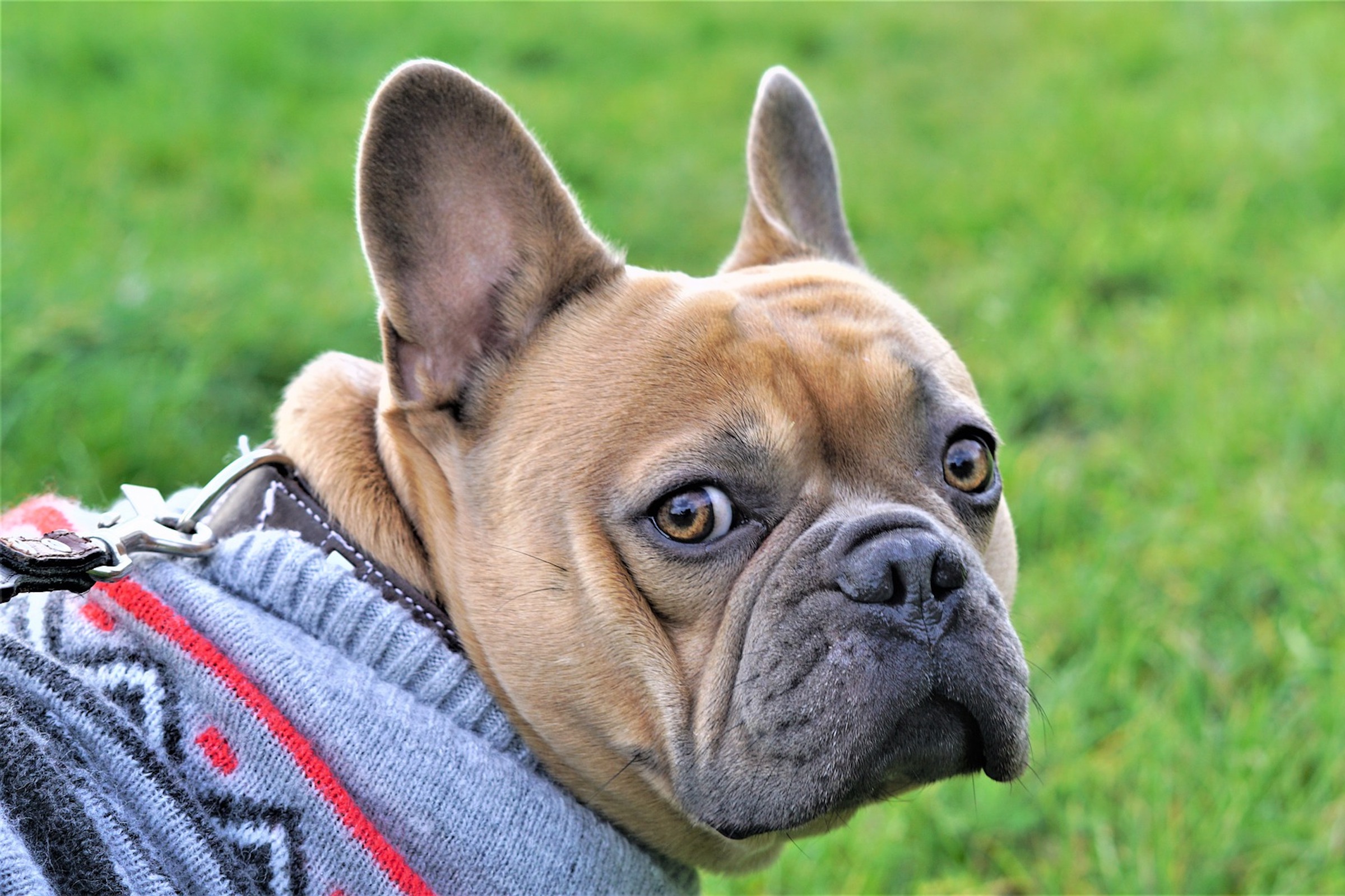 Does Your Dog Need A Sweater For The Cold? What To Consider PawTracks