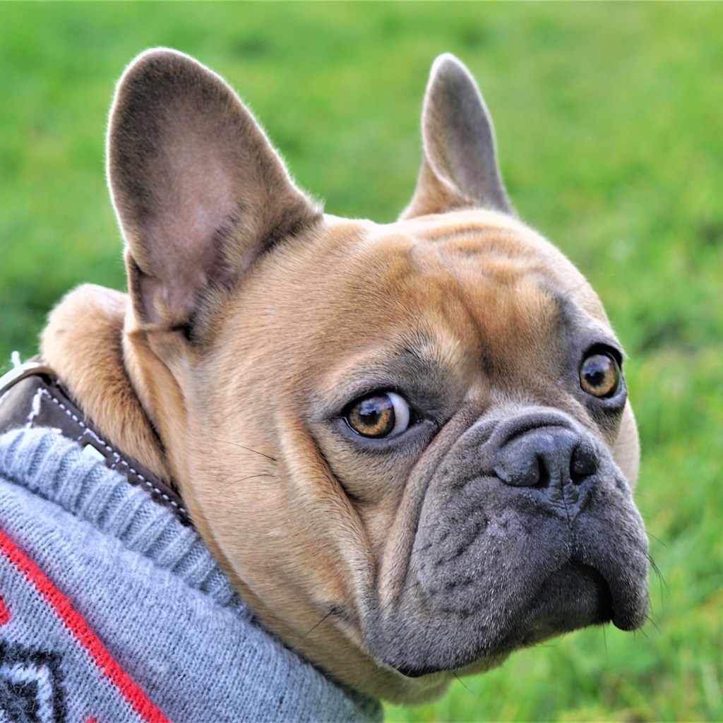 a French bulldog in a sweater looks back at the camera