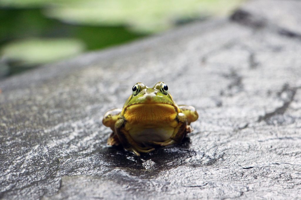 Frog sits on a rock