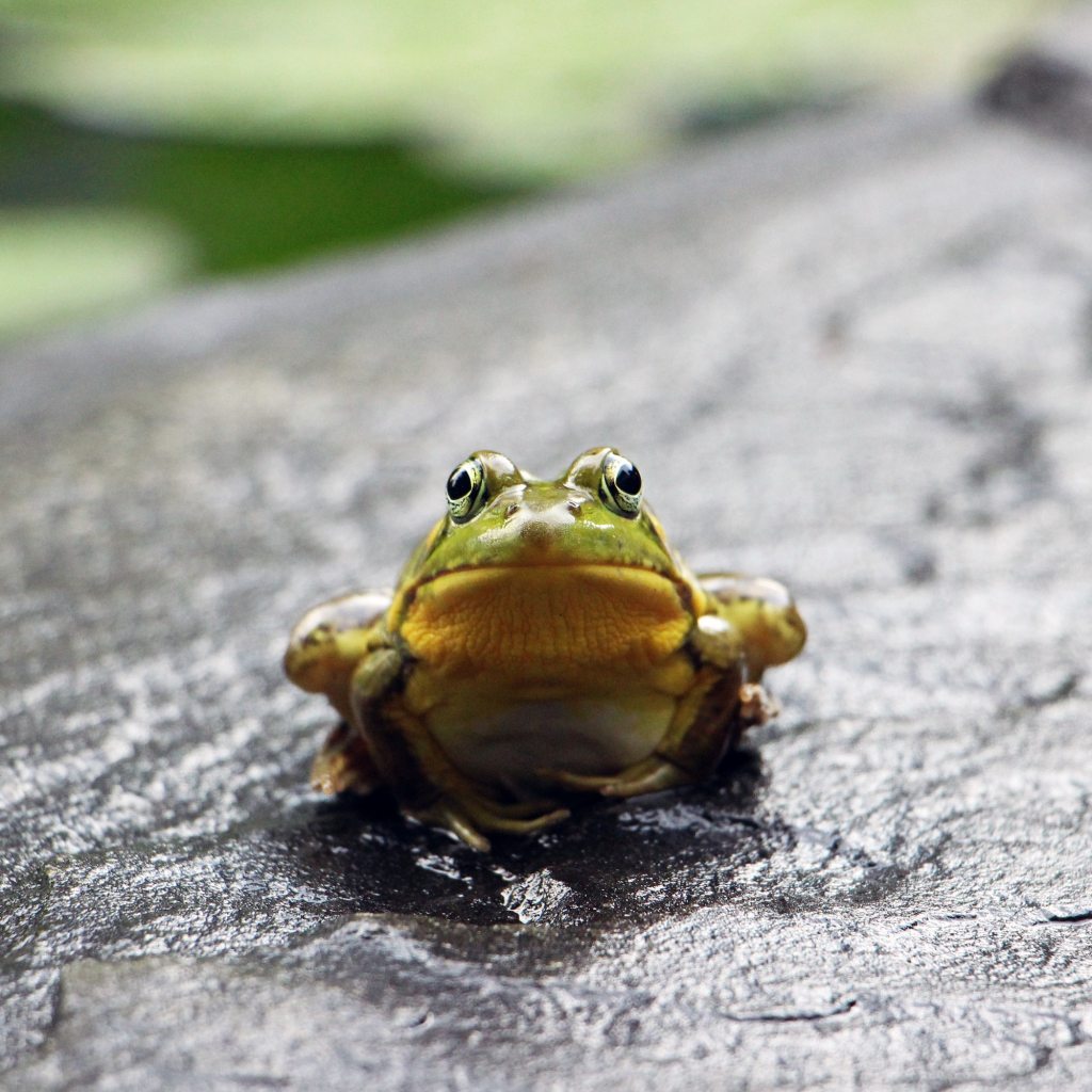 Frog sits on a rock