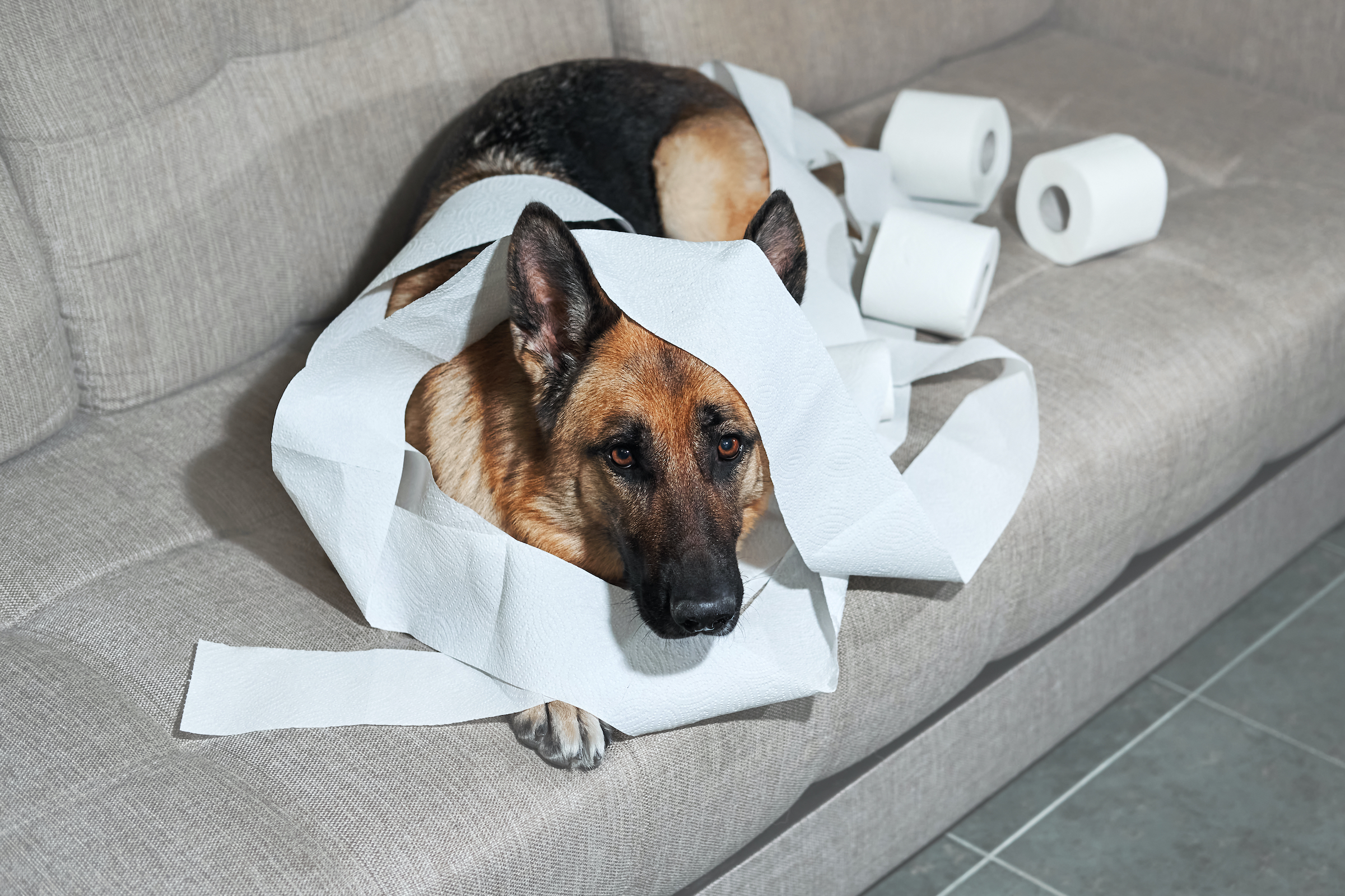a German Shepherd sits on the couch covered in toilet paper