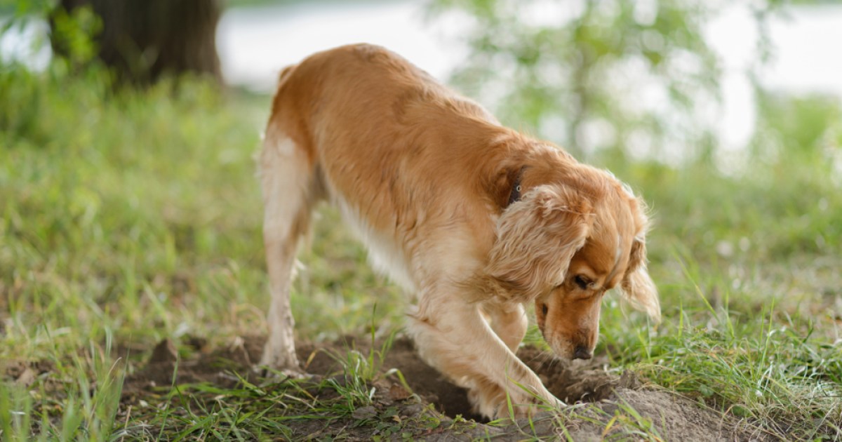 Here's why dogs love burying bones PawTracks