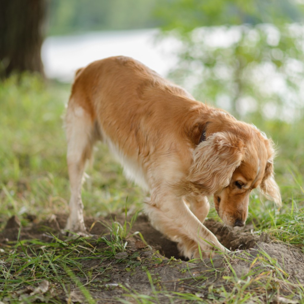A Golden Retriever digging a hole in a yard.