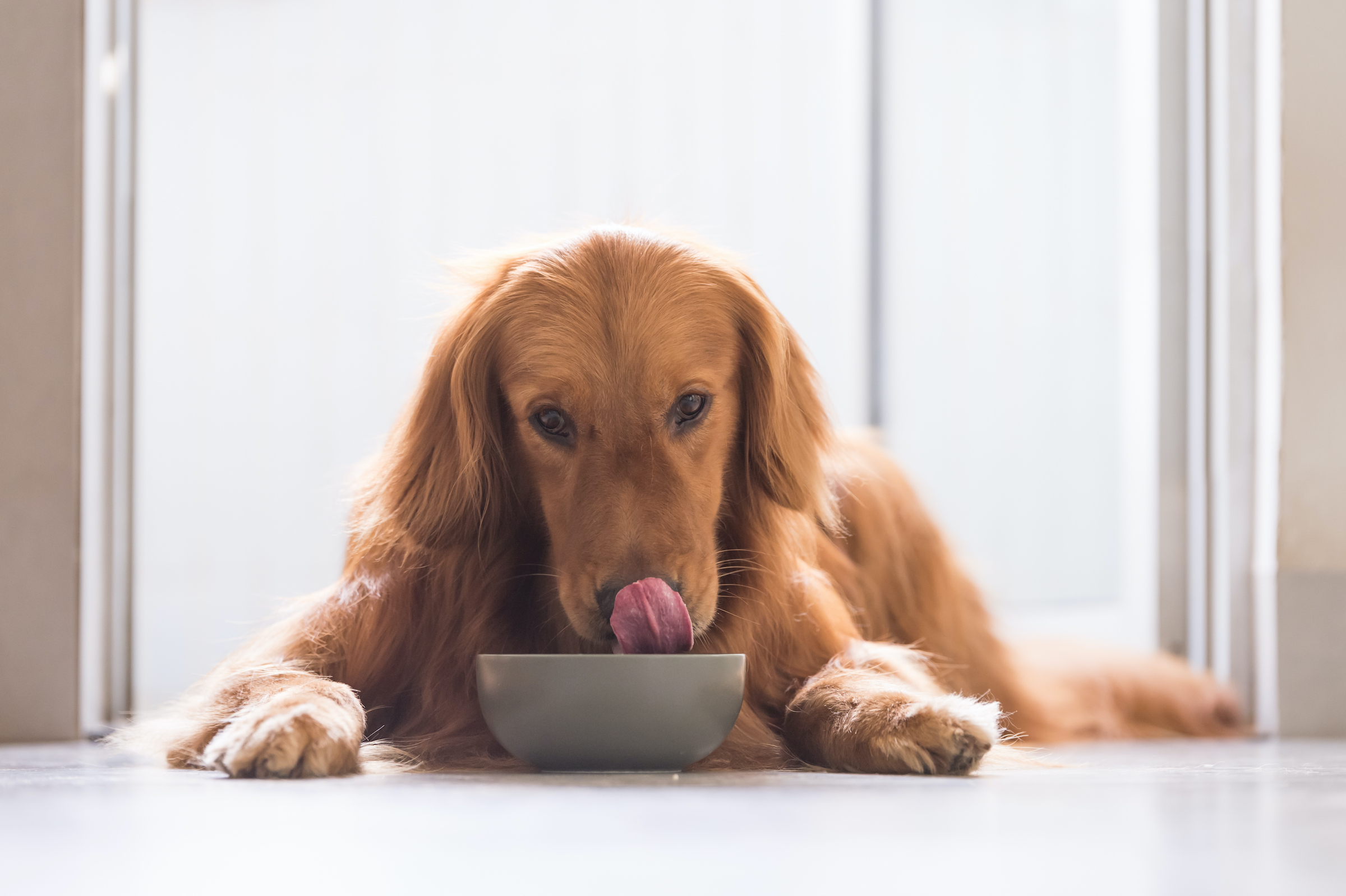 A golden retriever licks his nose and lies in front of a food bowl