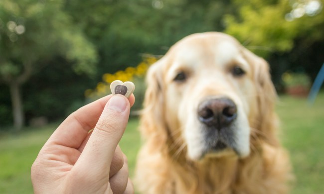 someone holds out a treat as a golden retriever waits to eat it