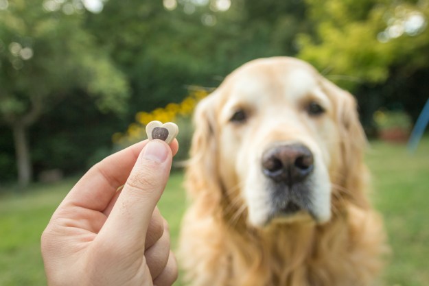someone holds out a treat as a golden retriever waits to eat it