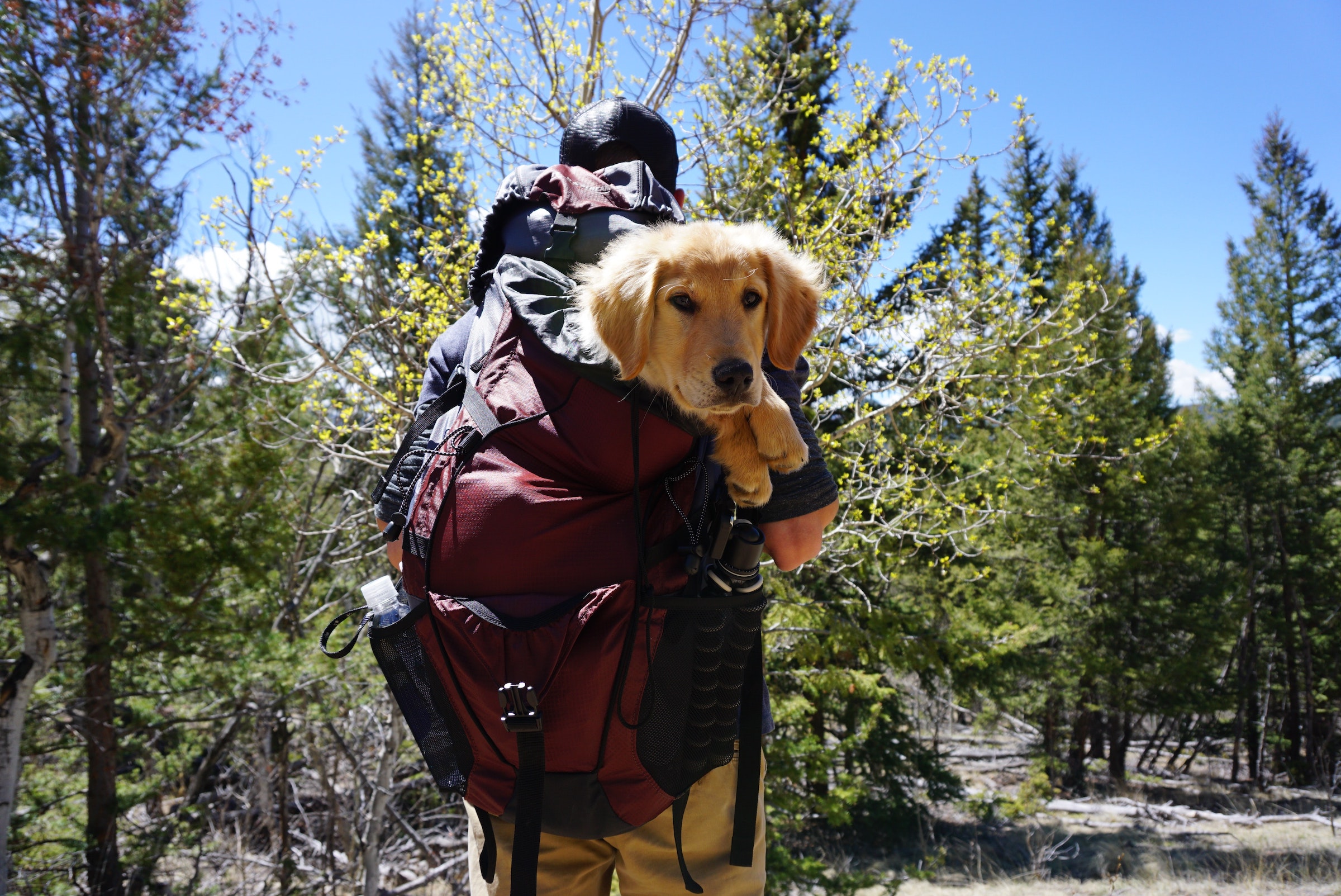 All The Dog Hiking Gear You Need For a Perfect Trip PawTracks
