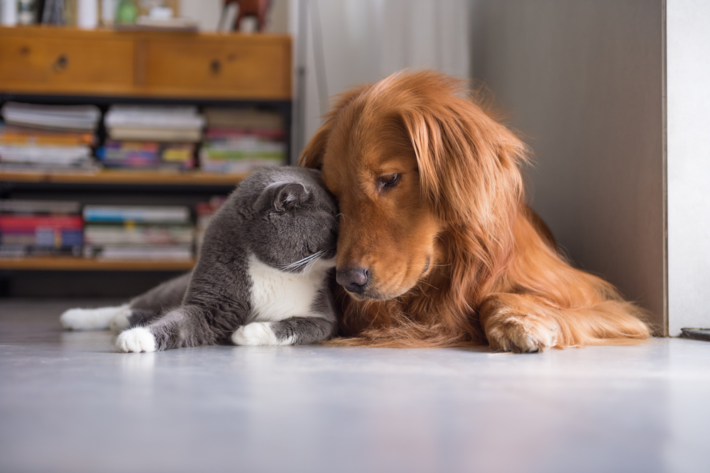 6 best large dog breeds that get along with cats PawTracks