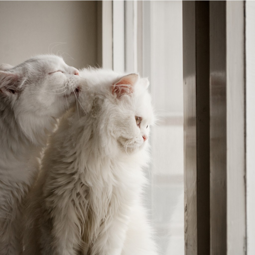 Grey cat sitting behind a white cat and grooming it