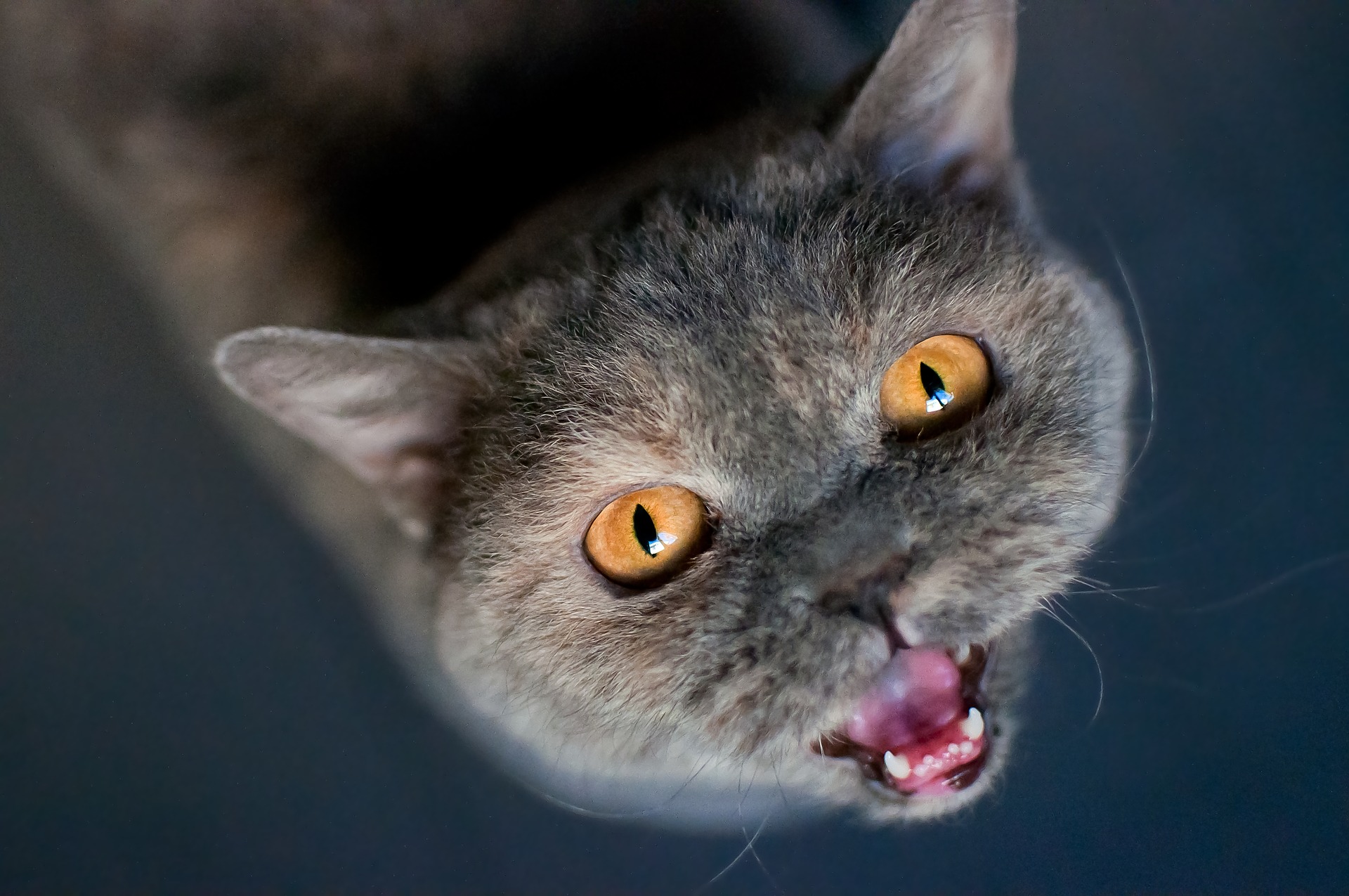 Gray cat looking up and meowing