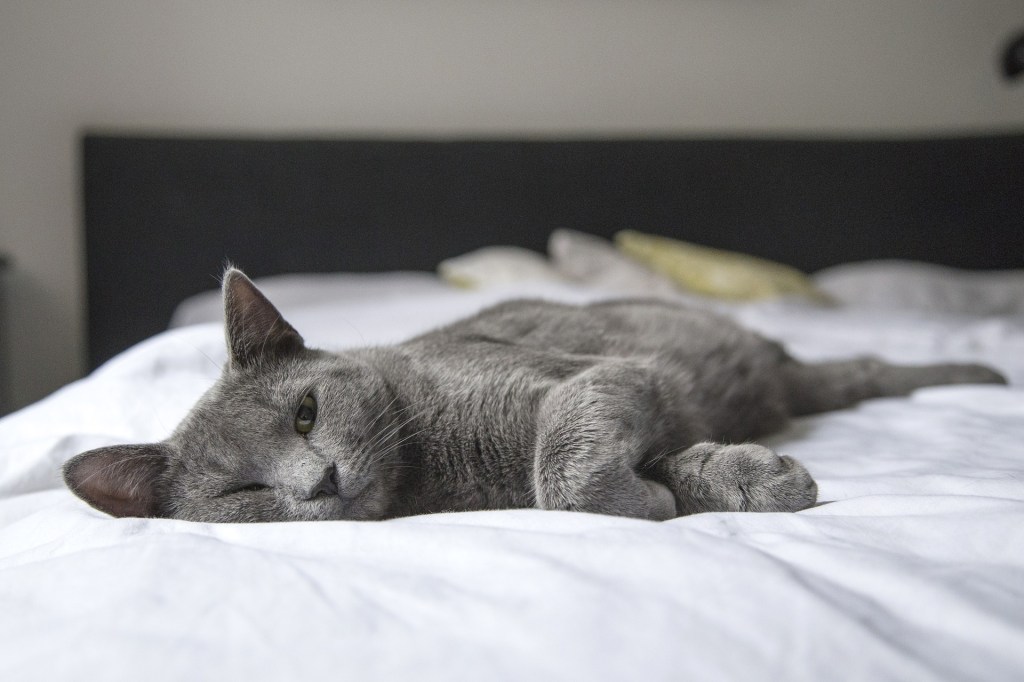 Pilka katė guli ant balto antklodės ant lovos