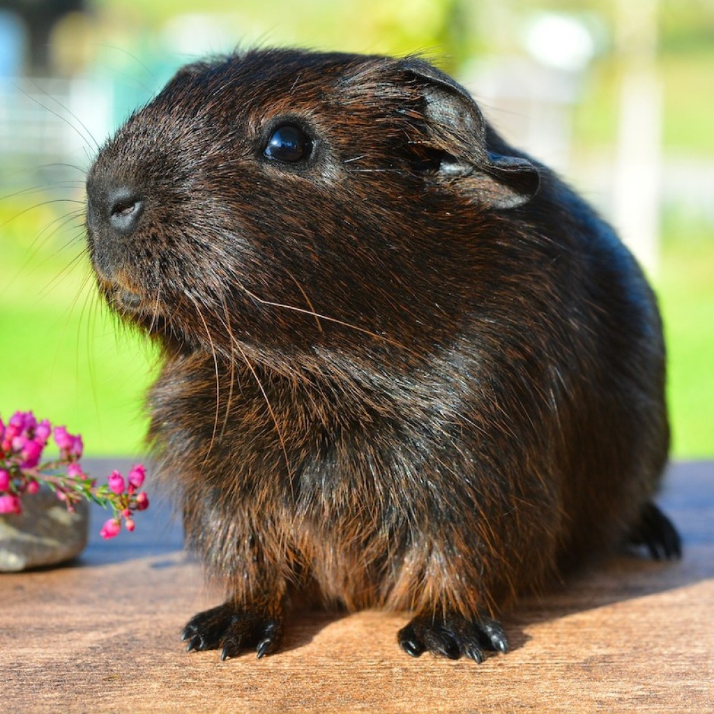 Black guinea pigs sits next to pink flowers