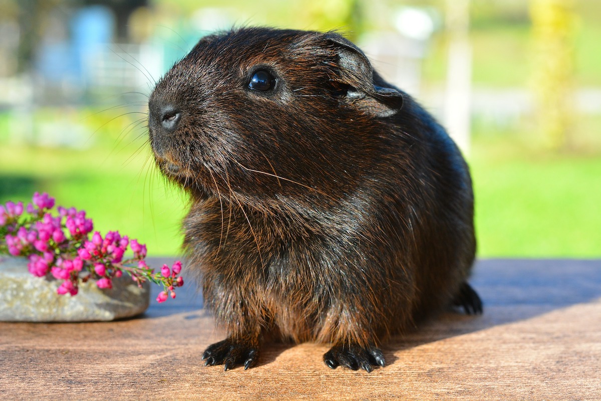 Black guinea pigs sits next to pink flowers